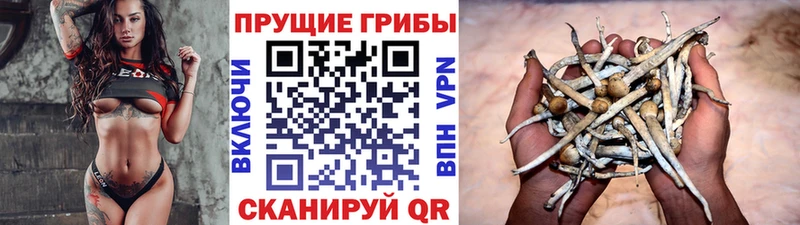 закладки  Ардатов  Псилоцибиновые грибы Cubensis 